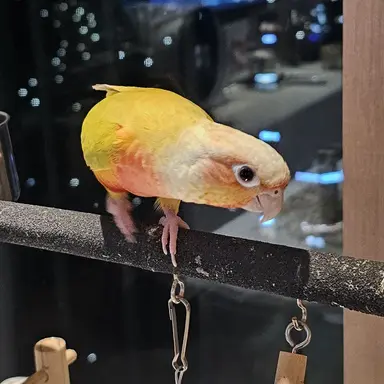 Profile image of 자몽