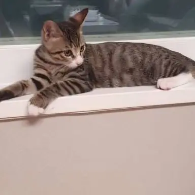 Profile image of 모띠