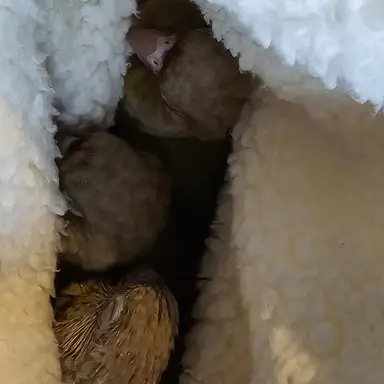 Profile image of 애플 달콤 키위