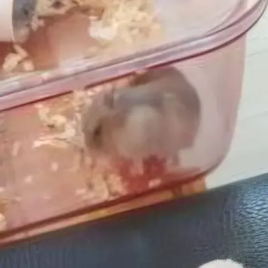 Profile image of 햄찌