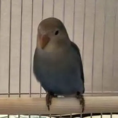 Profile image of 소다