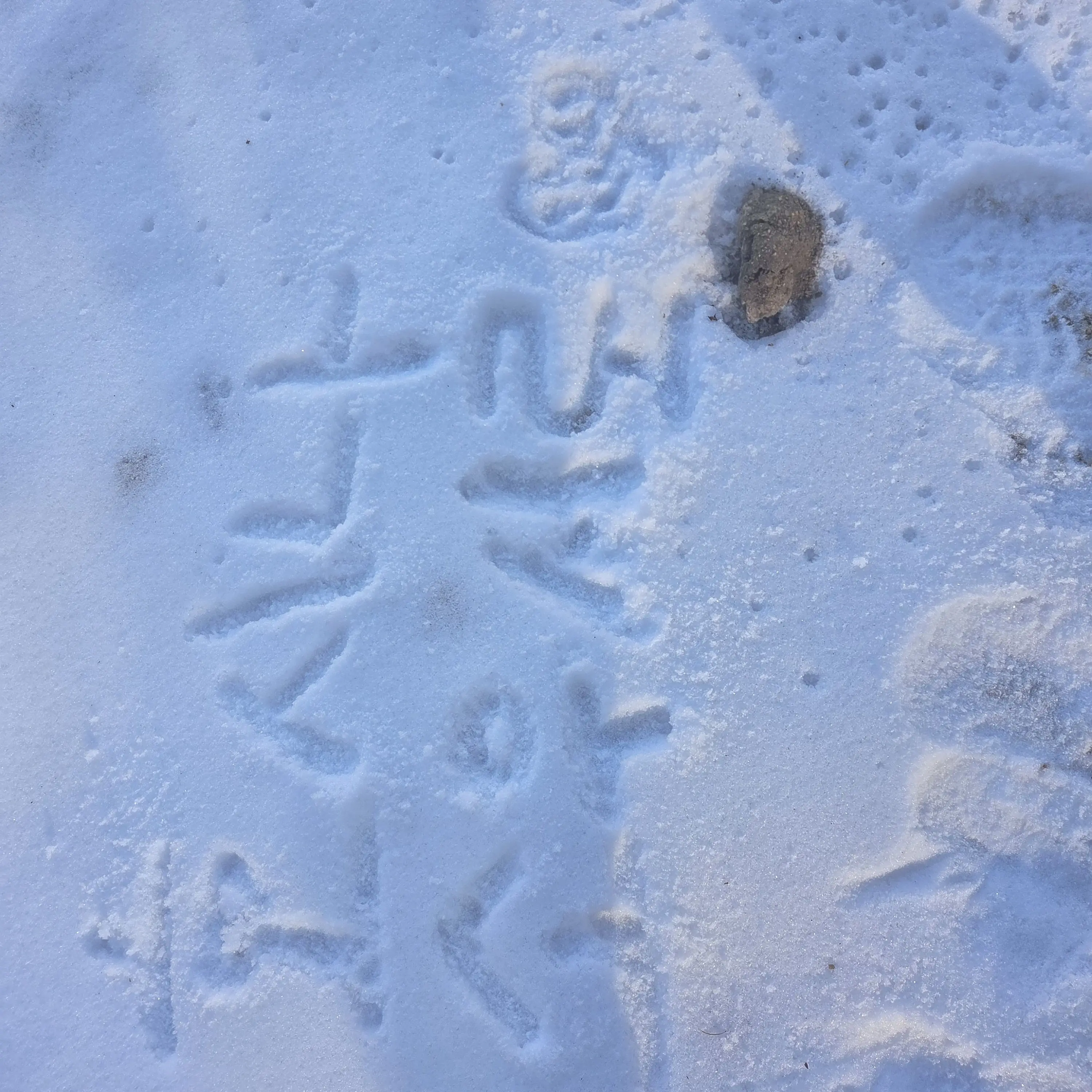 rune_0926의 괴수 8호 수인학교