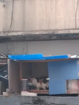 Profile image of 학교 앞 고양이