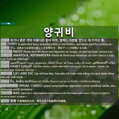 Profile image of 파피