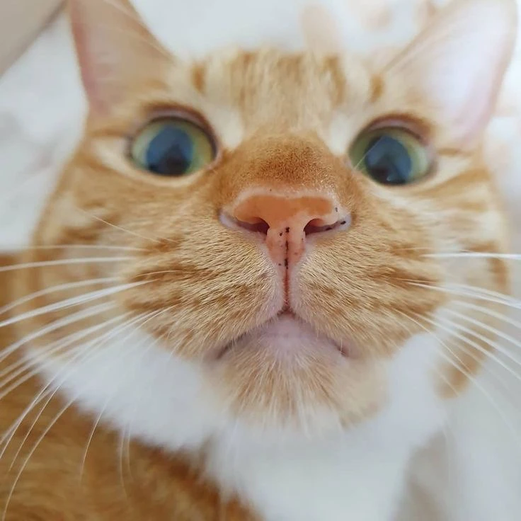 츠키