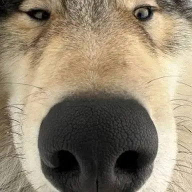 Profile image of 늑대