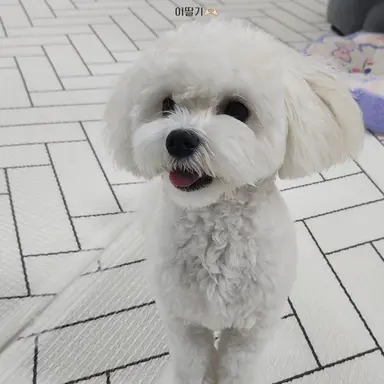 Profile image of 딸기