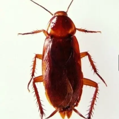 EvilLoach6158의 바선생