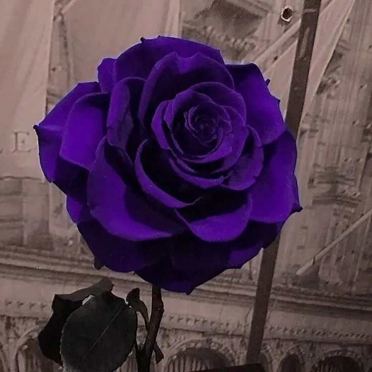 purple4의 호시나 소우시로