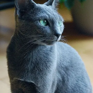 Profile image of ルル