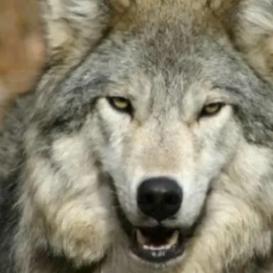 Profile image of 늑대