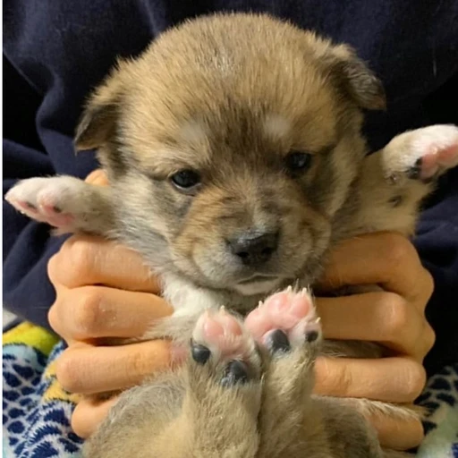 뭉이