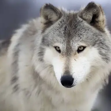 Profile image of 늑대