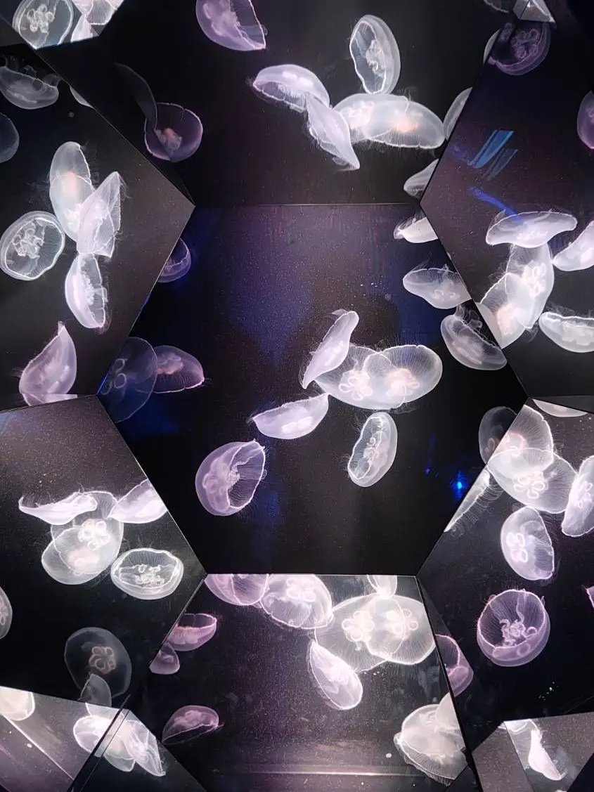 Chocomint.의 かまって！