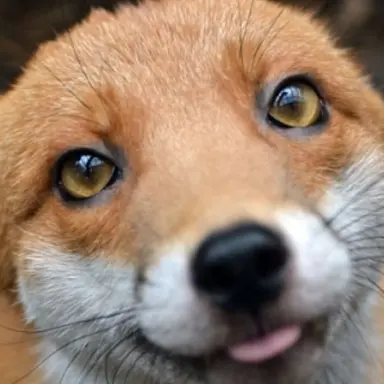 Profile image of ヨウ