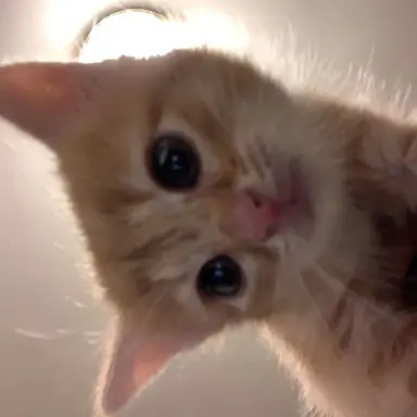 Profile image of 나비