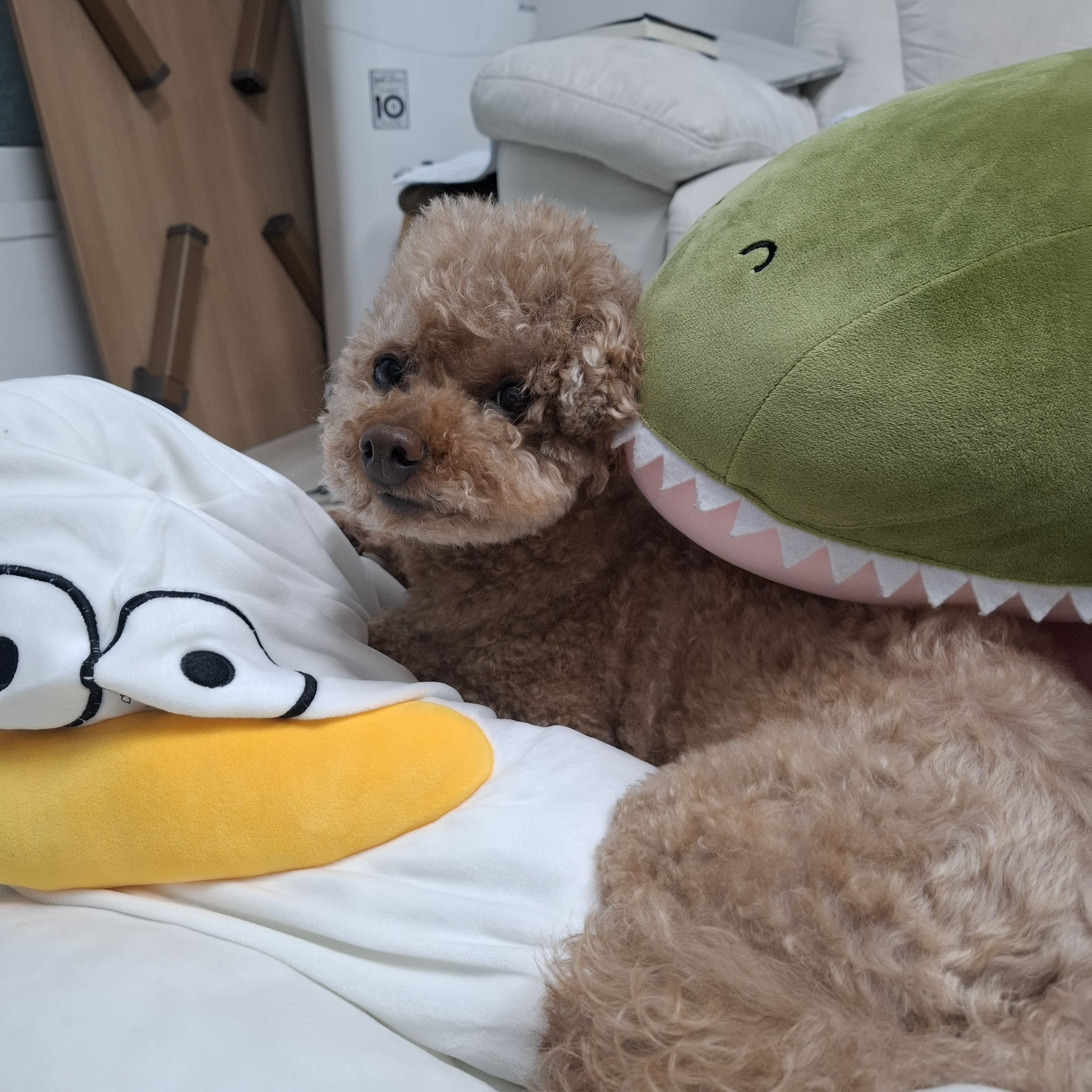 꽥탐 바람 대표 이미지