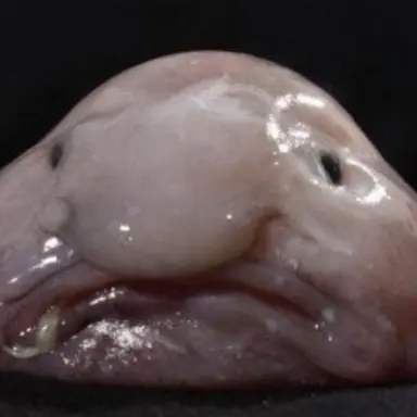 Profile image of 늑대