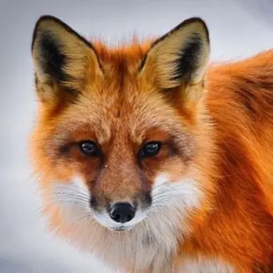 Profile image of 여우