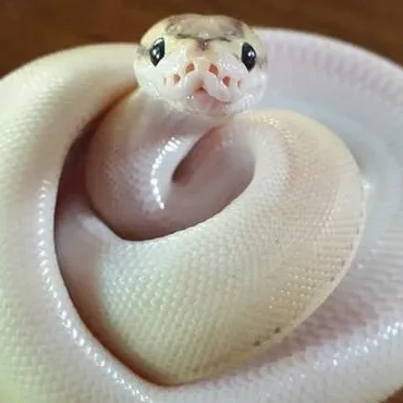 아담