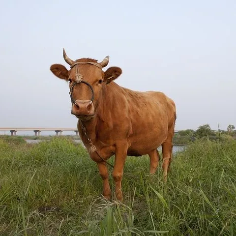 소