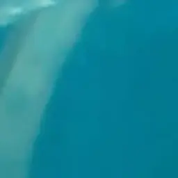 ThinHawk0894의 버츄얼