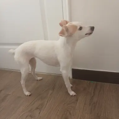 Profile image of 잉순이
