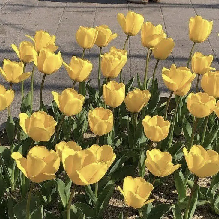 Lookism-shark의 뭐야, 뭔데 이거.