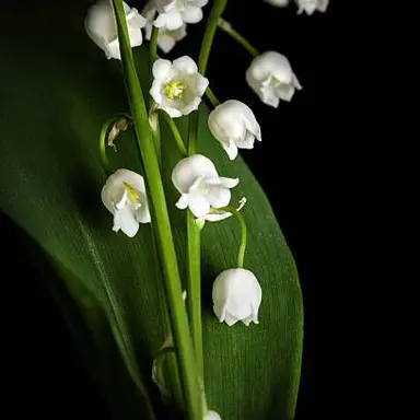 Profile image of 아주르