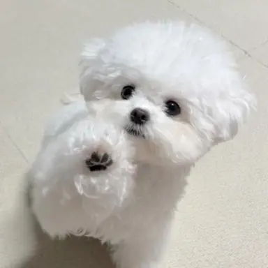 Profile image of 콩알