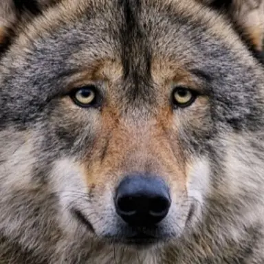 Profile image of 늑대