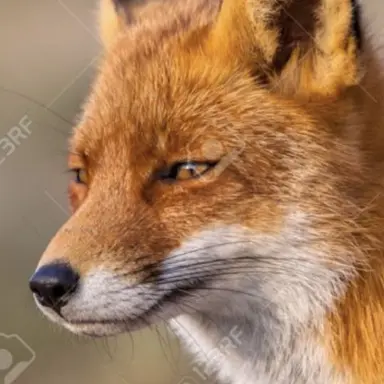 Profile image of 여우