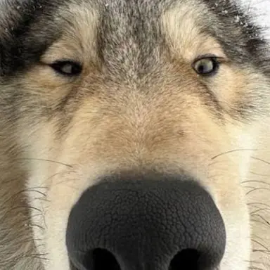 Profile image of 늑대