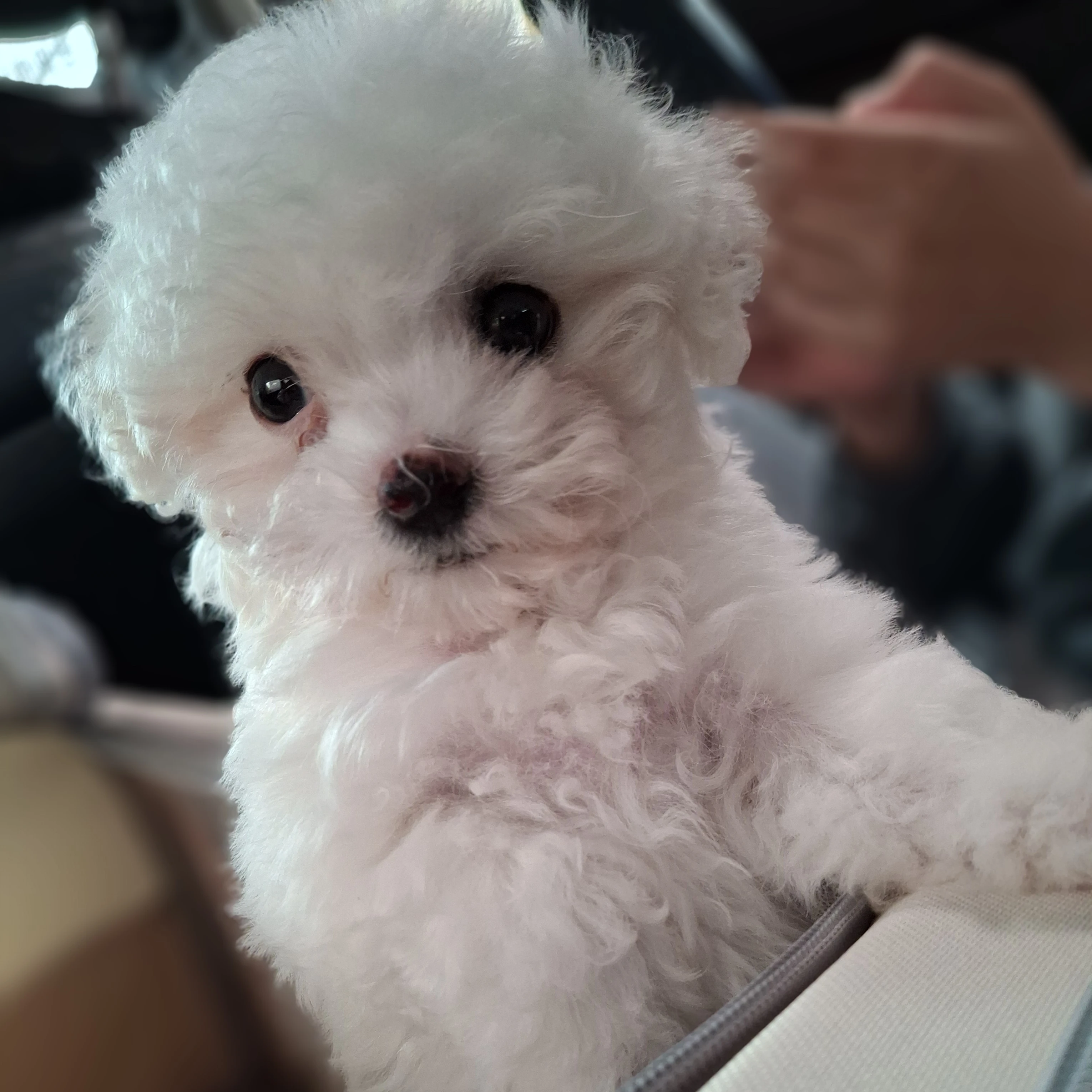 강아지