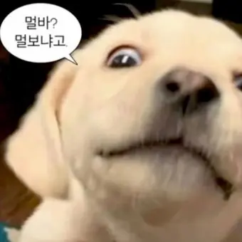 LooseActor0489의 킴민지의 동생