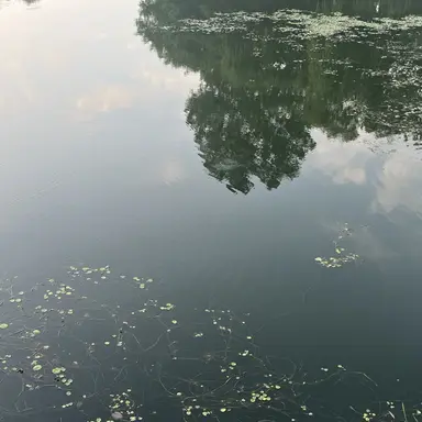 Profile image of 캐런