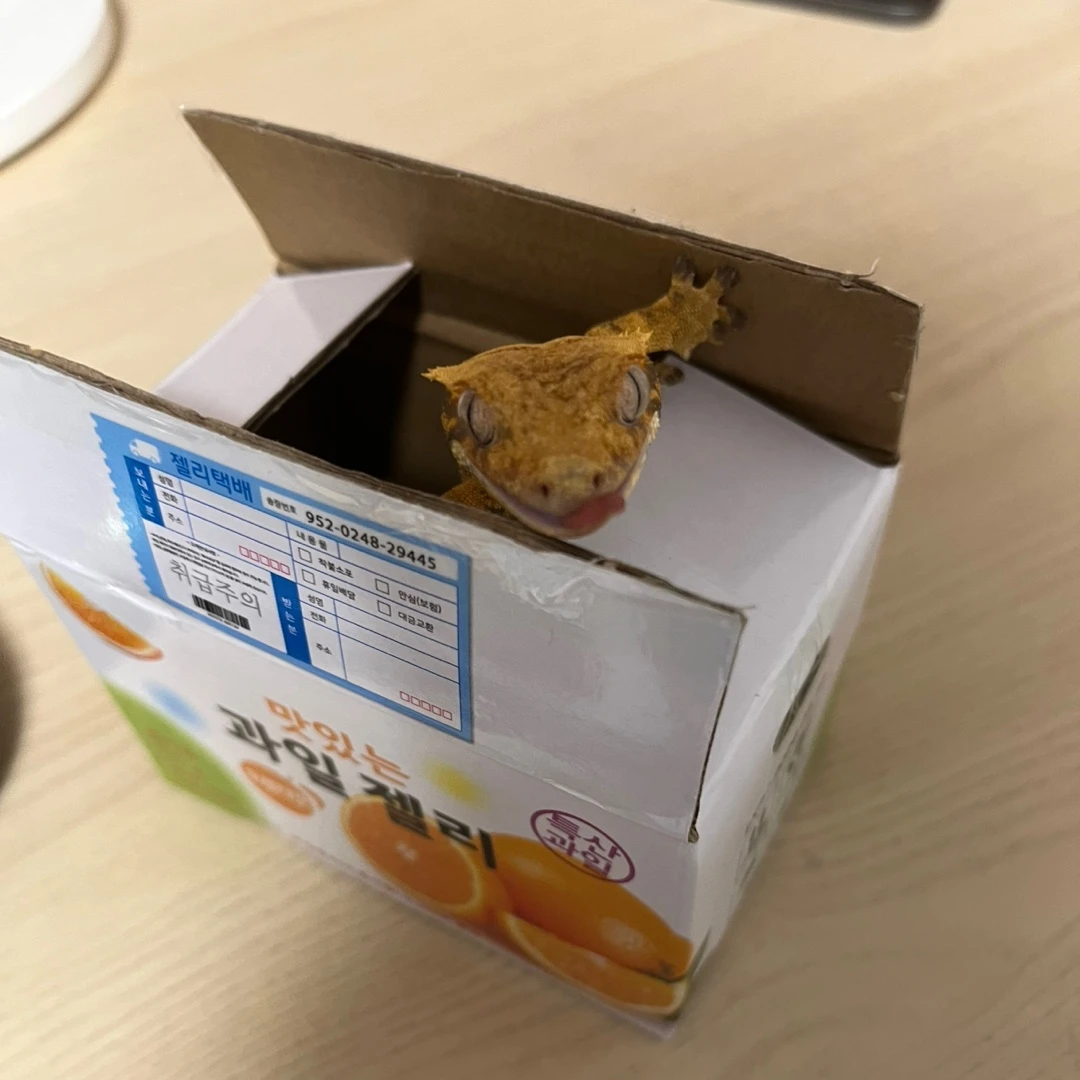 카페모카