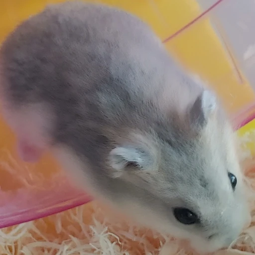 햄스터 온요
