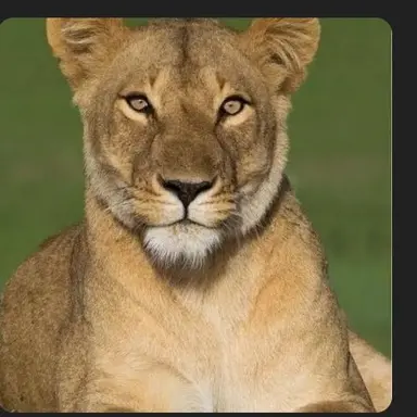 Profile image of 암사자