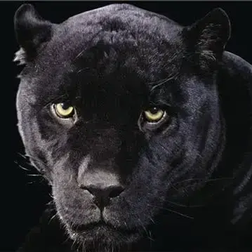 Profile image of 루카