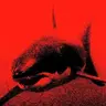 Profile image of 녹턴