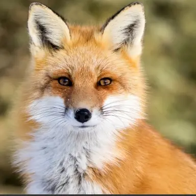 Profile image of 여우