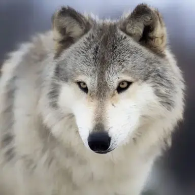 Profile image of 늑대