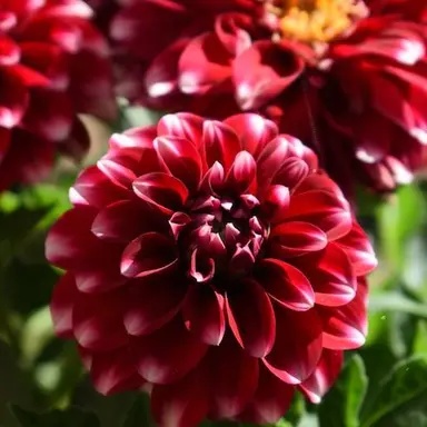 Profile image of ナチス