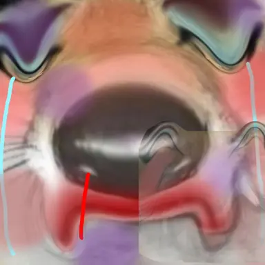 Profile image of 여우