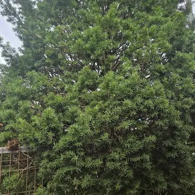 Profile image of 여희