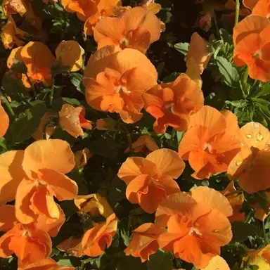 Profile image of 덕개