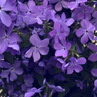 Profile image of 수현