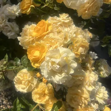 Profile image of 각별