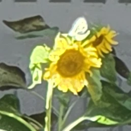 선도부픽셀리